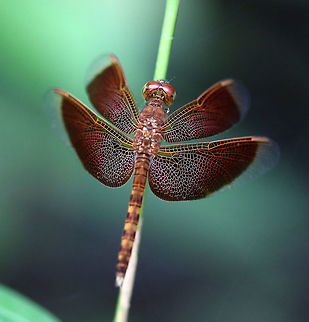 Grasshawk dragonfly (Neurothemis fluctuans Taken on a trip to Borneo on an Orangutan tour Neurothemis fluctuans,Red Grasshawk