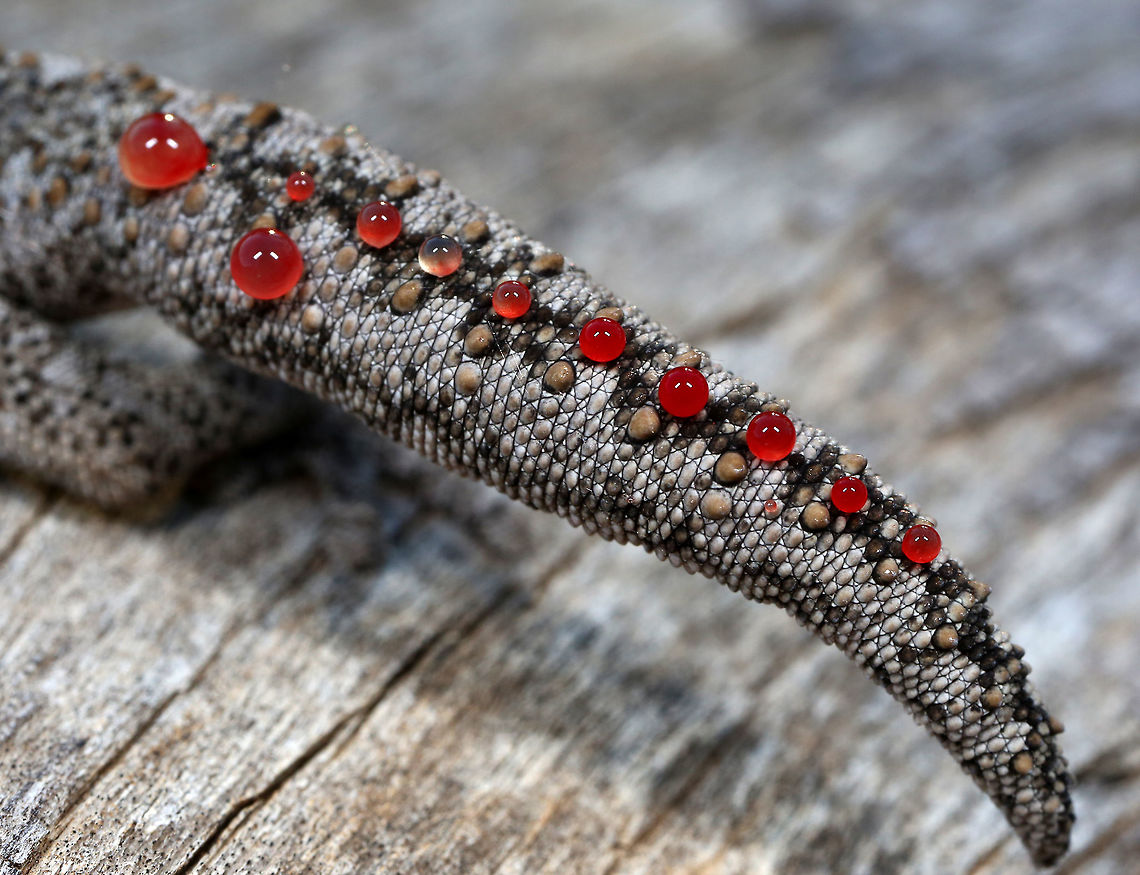 Spiny Tailed Gecko I was amazed when I went to catch this little Gecko that he released this sticky liquid from it's tail.<br />
I have photographed many Geckos before and never seen this.<br />
Give a great pattern in nature though!! Australia,Strophurus ciliaris,canon,gecko