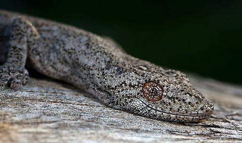 Spiny Tailed Gecko Taken in Rural New South Wales, Australia. Australia,Fall,Geotagged,Spiny-tailed gecko,Strophurus ciliaris,australia,gecko,macro,nature