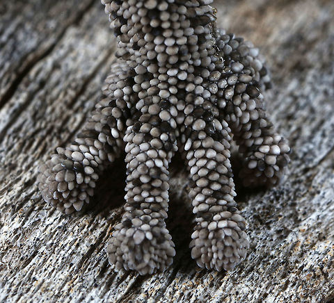 Spiny Tailed Gecko Love all the details of this beautiful Gecko.
Taken in Rural New South Wales, Australia.  Australia,Fall,Geotagged,Spiny-tailed gecko,Strophurus ciliaris,canon,gecko,macro,nature