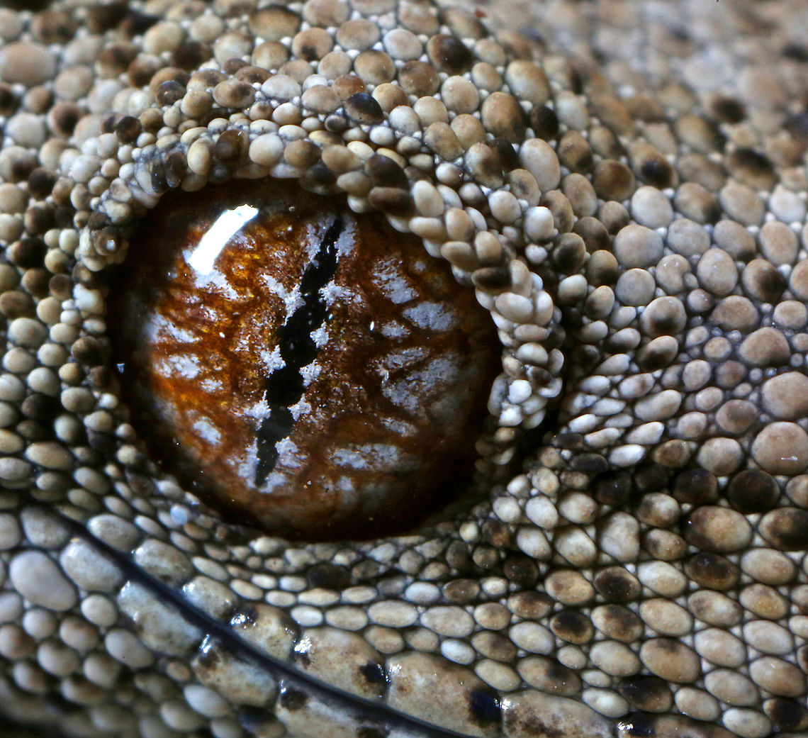 Spiny Tailed Gecko Taken in Rural New South Wales, Australia.  Australia,Fall,Geotagged,Spiny-tailed gecko,Strophurus ciliaris,canon,gecko,macro,nature