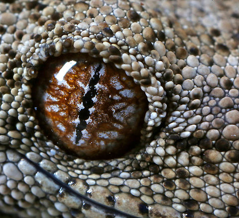 Spiny Tailed Gecko Taken in Rural New South Wales, Australia.  Australia,Fall,Geotagged,Spiny-tailed gecko,Strophurus ciliaris,canon,gecko,macro,nature