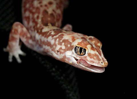 Diplodactylus byrnei  Geotagged,Lucasium byrnei,Spring,byrnei