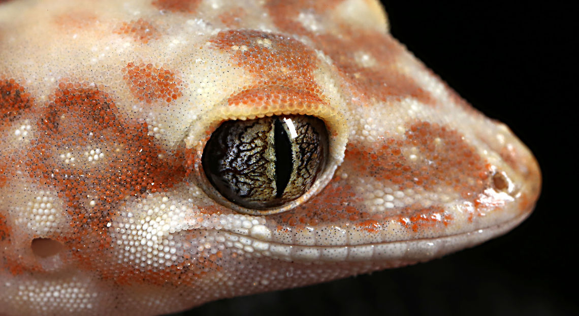 Diplodactylus byrnei  Geotagged,Lucasium byrnei,Spring,byrnei