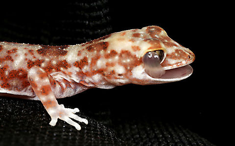 Diplodactylus byrnei  Geotagged,Lucasium byrnei,Spring,byrnei