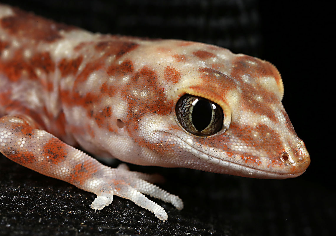 Diplodactylus byrnei  Geotagged,Lucasium byrnei,Spring,byrnei