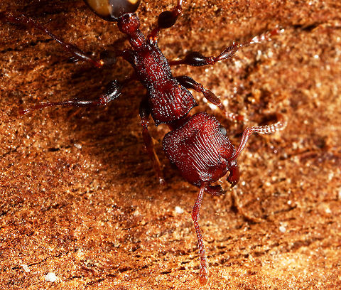 Unknown Ant Found in rural NSW under the bark on a River Red Gum tree....