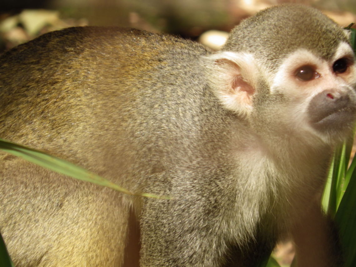 Squirrel monkey  Squirrel monkey
