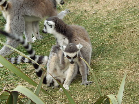 Lemur  Lemur catta,Ring-tailed lemur