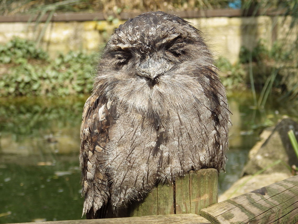 Happy Owl  Podargus strigoides,Tawny Frogmouth