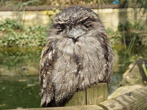 Happy Owl  Podargus strigoides,Tawny Frogmouth