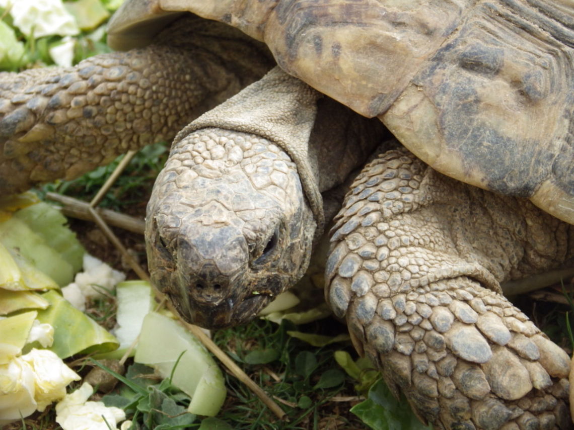 Tortoise  African spurred tortoise,Centrochelys sulcata
