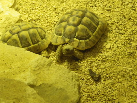 Tortoise