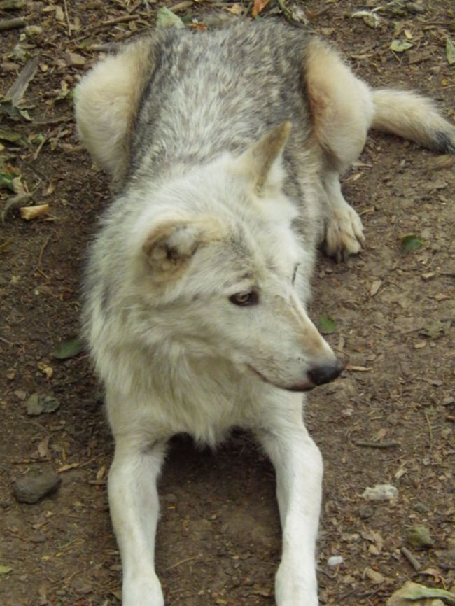 Wolf  Canis lupus,Gray wolf