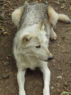 Wolf  Canis lupus,Gray wolf