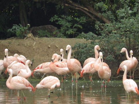 Flamingo  American Flamingo,Phoenicopterus ruber