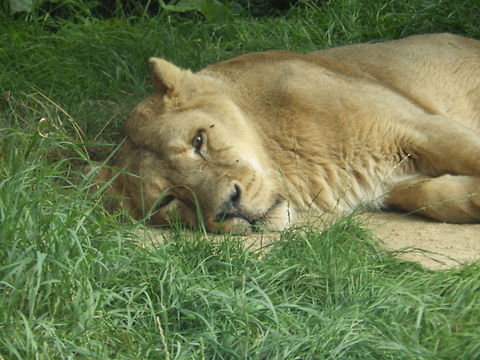 Lioness  Lion,Panthera leo