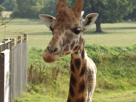 Giraffe Close Up  Giraffa camelopardalis,Giraffe