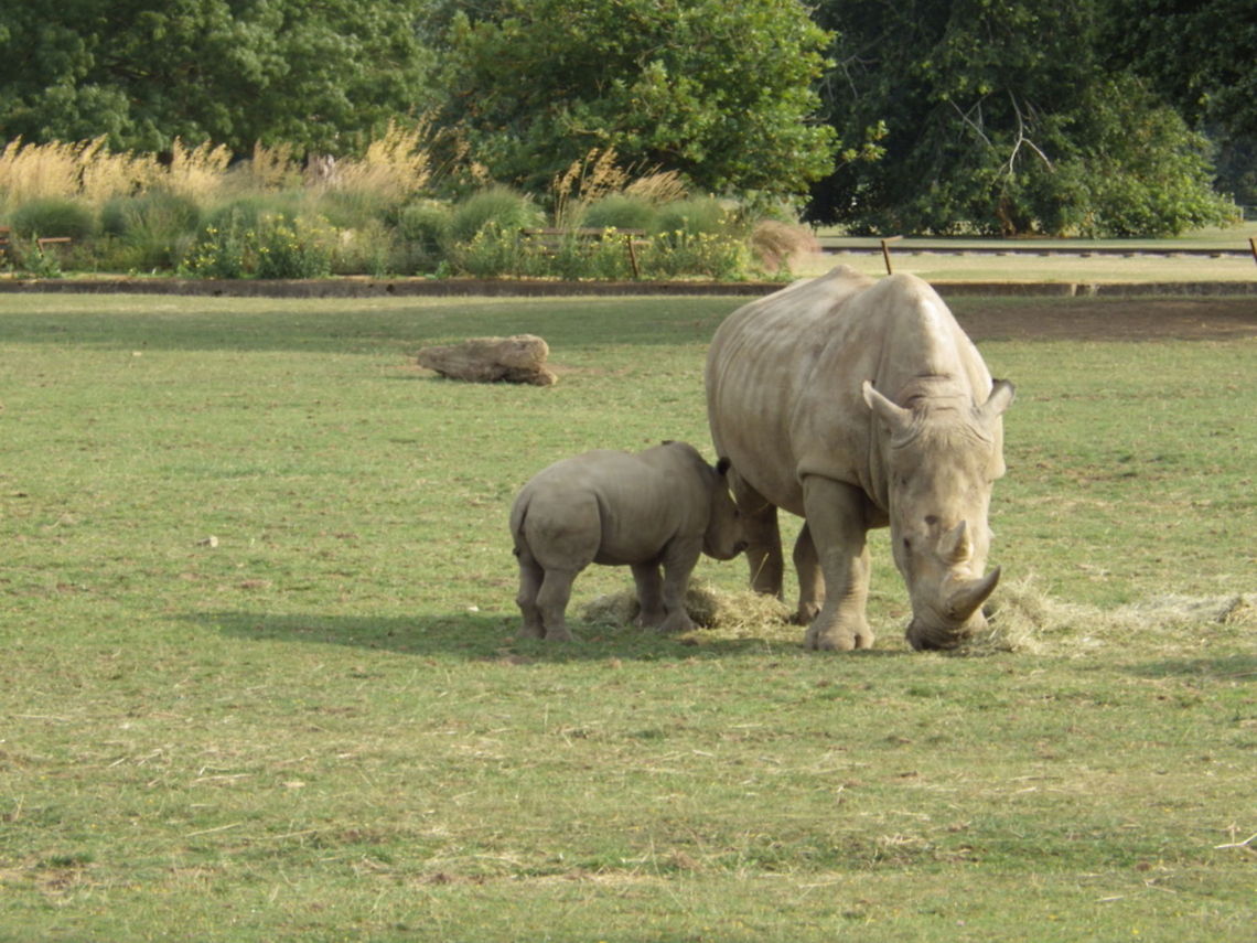 Baby Rhino  Ceratotherium simum,White rhinoceros