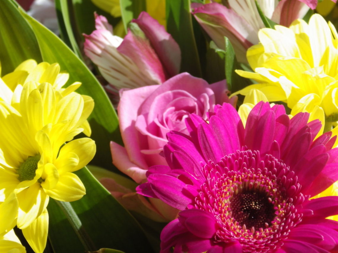 Bouquet  Barberton daisy,Gerbera jamesonii