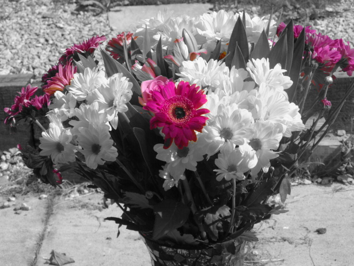 Pink B&W  Barberton daisy,Gerbera jamesonii