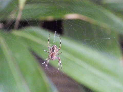 Garden Spider  Araneus diadematus,European garden spider