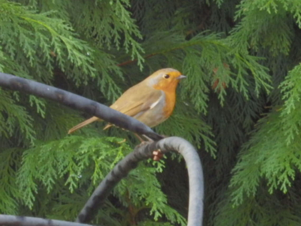 Robin  Erithacus rubecula,European Robin