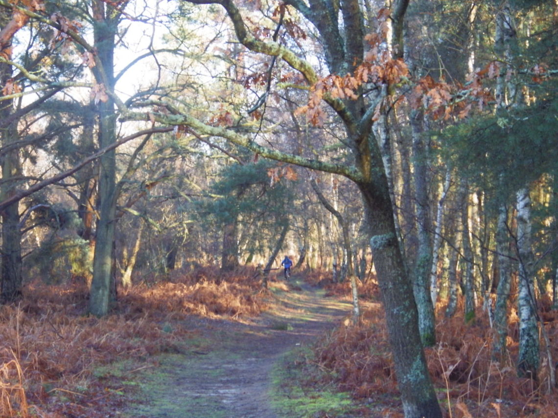 Autumn Woods  Autumn