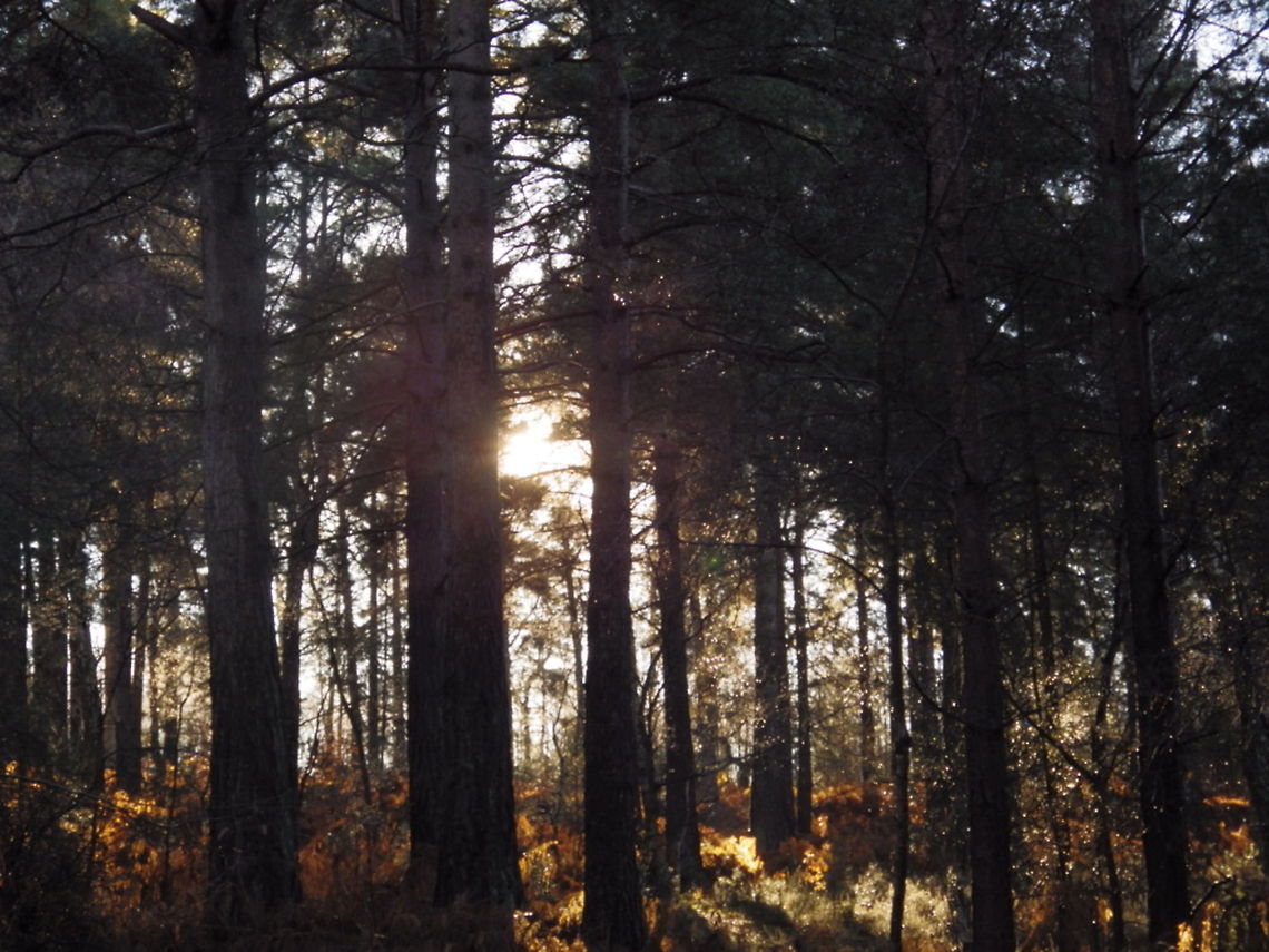 Sunset Woods  Forest,Sunset