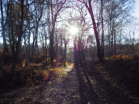 Sunset tree  Sunset,trees