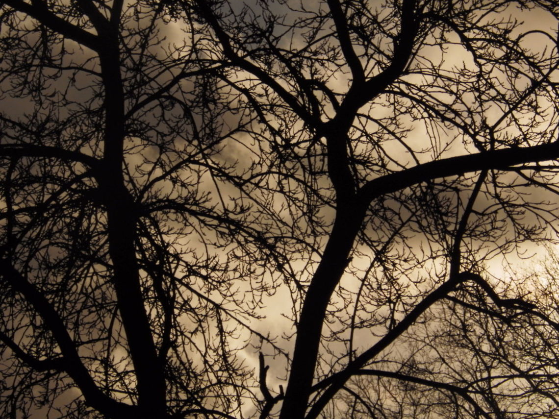 Sun Rise Tree  Sunrise