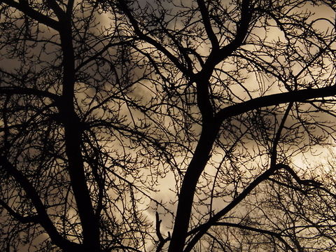 Sun Rise Tree  Sunrise