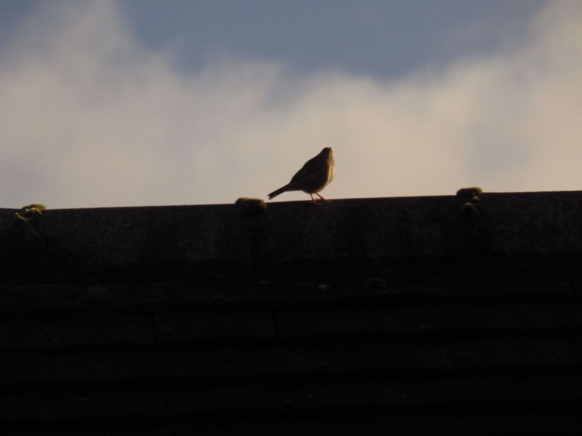 Roof Robin  Erithacus rubecula,European Robin