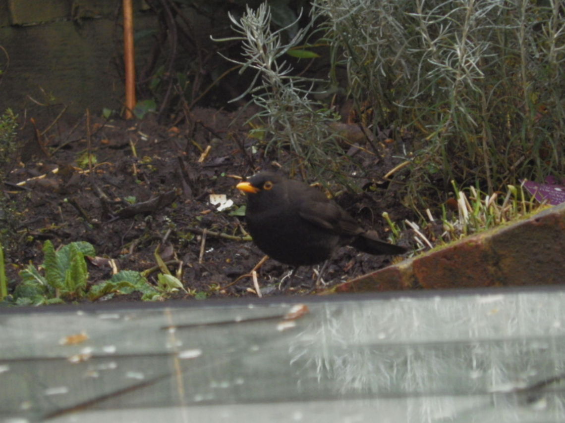 Common Blackbird  Common Blackbird,Turdus merula