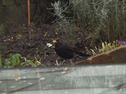 Common Blackbird  Common Blackbird,Turdus merula