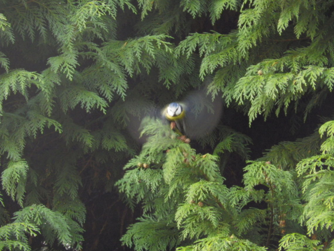 Blue Tit in Flight  Blue Tit,Cyanistes caeruleus