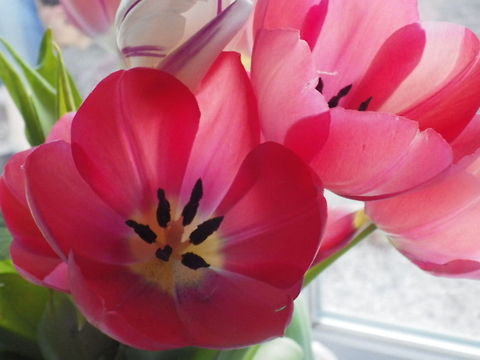 Reaching for the Sun