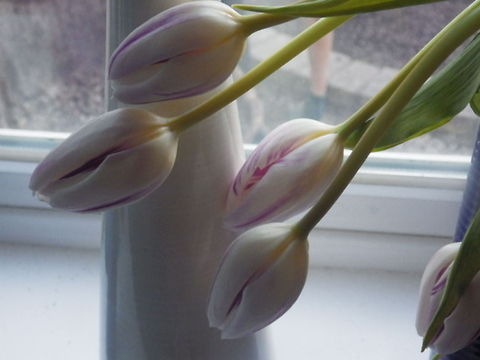 Tulip Mix