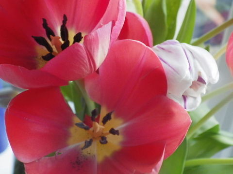 Tulip Cluster
