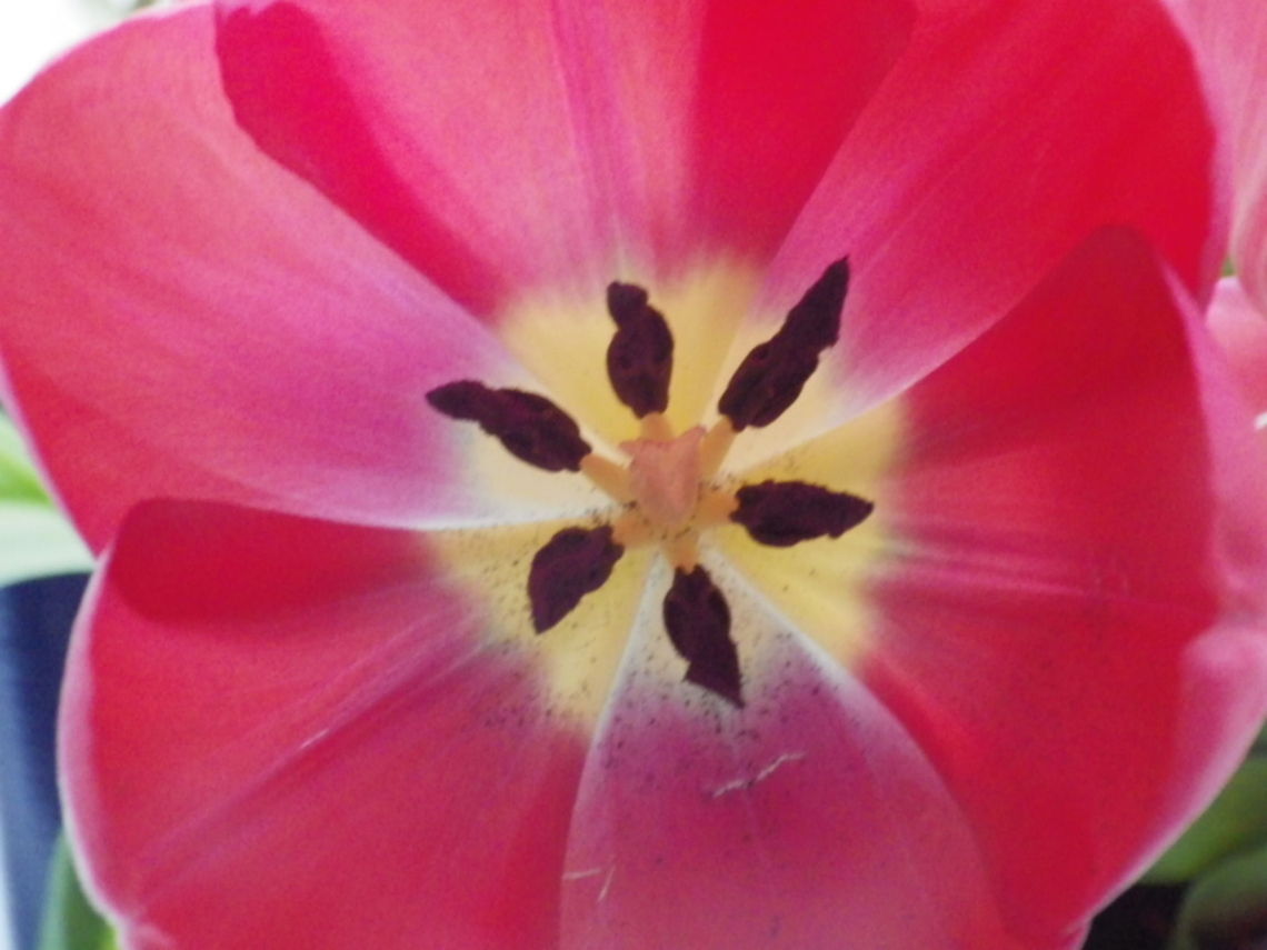 Tulip Centre