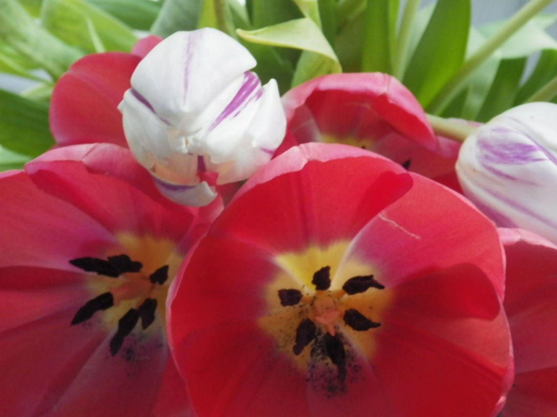 Spring Tulips