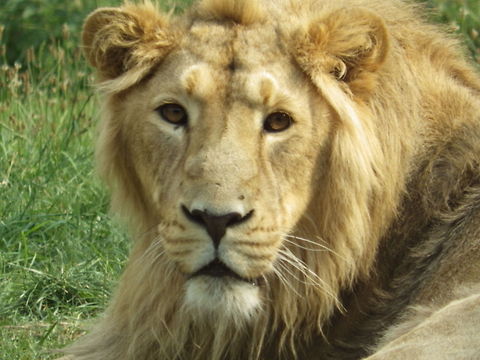 Lion  Lion,Panthera leo