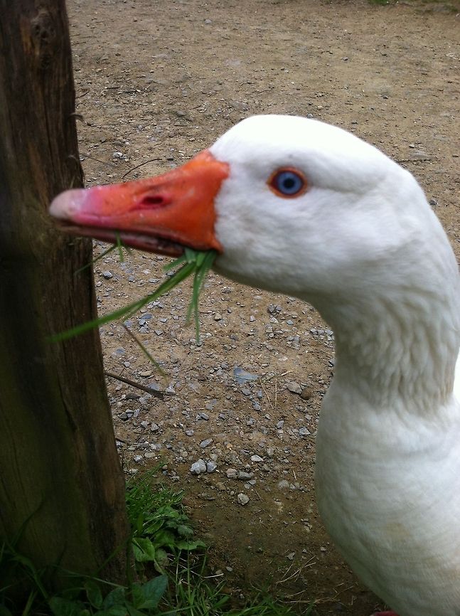 Grassy Duck  Anser anser domesticus,Domestic goose