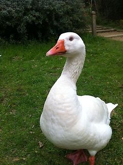 Jemima puddle duck  Anser anser domesticus,Domestic goose