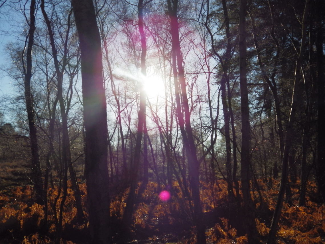 Sun Break  forest,trees