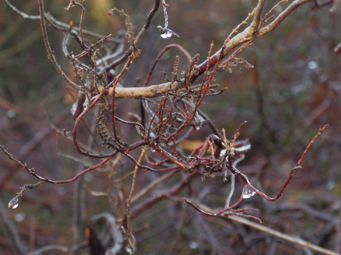 Winter Dew  Dewdrops,tree