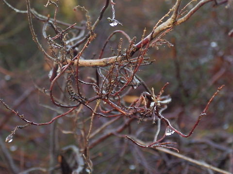 Winter Dew  Dewdrops,tree
