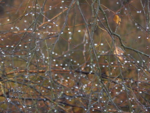 Dew Drops  Dewdrops