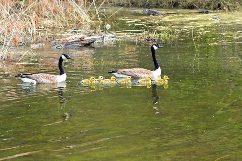family day out  Branta canadensis,Canada Goose