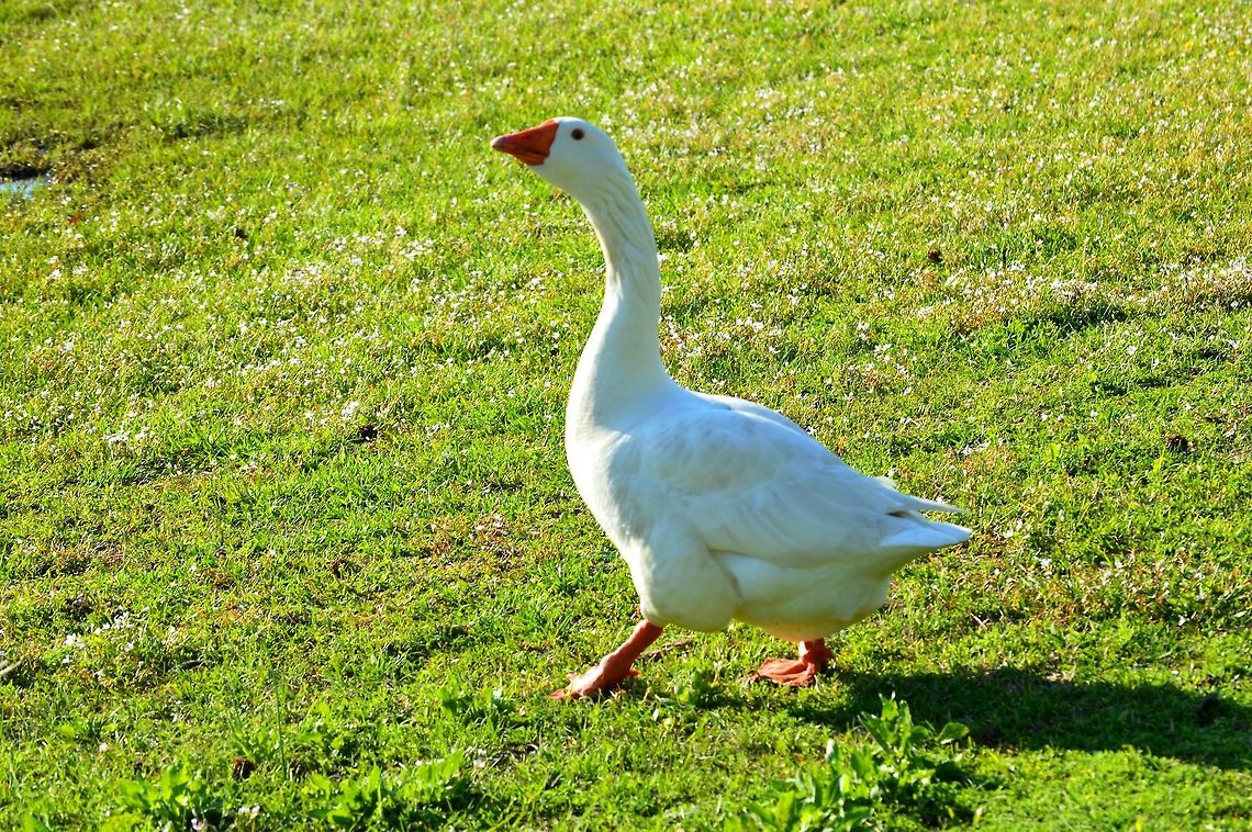 Walking Pretty  Anser anser domesticus,Domestic goose